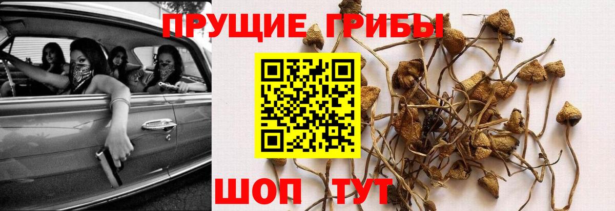 Галлюциногенные грибы Psilocybine cubensis Ливны